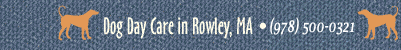 Dog Day Care in Rowley, MA